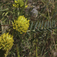 Astragalus 3 nuotrauka