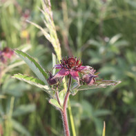 Cinquefoil 5 nuotrauka