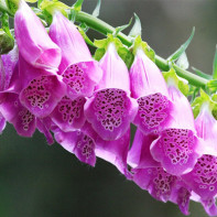 Digitalis 5 nuotrauka