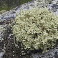 Islandijos samanų nuotrauka