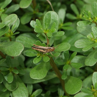 Purslane 4 nuotrauka