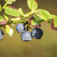 Mėlynių lapų nuotrauka 4