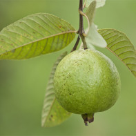 Guava 5 nuotrauka