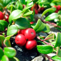 Bearberry 2 nuotrauka