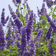 Vitex nuotrauka