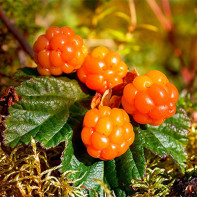 Cloudberry 3 nuotrauka