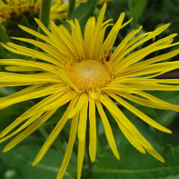 Elecampane 2 nuotrauka