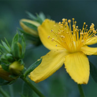 Hypericum nuotrauka