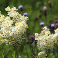 Meadowsweet nuotrauka