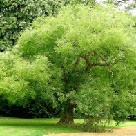 Japonijos Sophora nuotrauka