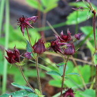 Cinquefoil nuotrauka