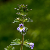 Eyebright nuotrauka 4