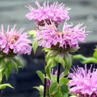 Monardos nuotrauka 4