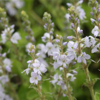 Vaistinės veronikos (Veronica officinalis) nuotrauka 4