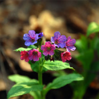 Nuotrauka iš lungwort