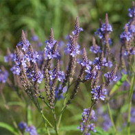 Verbena 3 nuotrauka