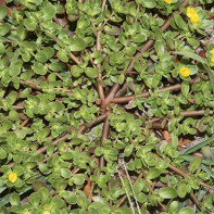 Portulaca plantain nuotrauka 5