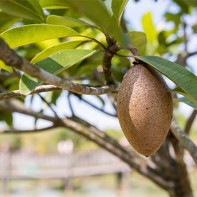 Sapodilla nuotrauka