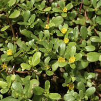 Purslane nuotrauka