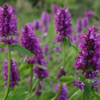 Uroquissa officinalis nuotrauka