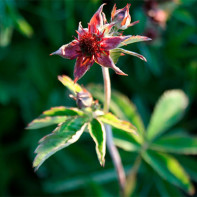 Cinquefoil 3 nuotrauka