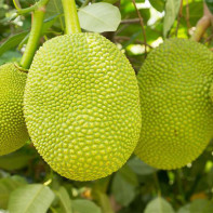 Nuotrauka Jackfruit 2