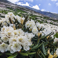 Kaukazinio rododendro nuotrauka 4