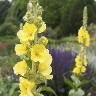 Žolės mullein nuotrauka