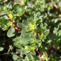 Purslane 2 nuotrauka