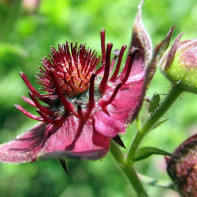 Cinquefoil 2 nuotrauka