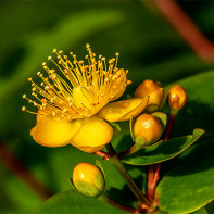 Hypericum 4 nuotrauka