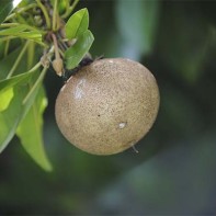 Sapodilla 3 nuotrauka