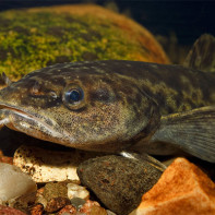 Burbot nuotrauka 3