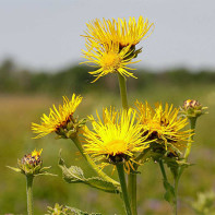 Elecampane 3 nuotrauka