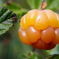 Cloudberry 5 nuotrauka