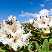 Kaukazinio rododendro nuotrauka 5