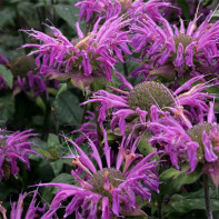 Monarda nuotrauka