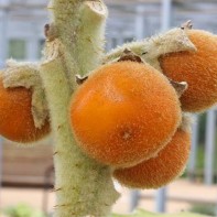 Naranjilla 2 nuotrauka