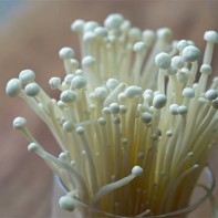 Enoki 3