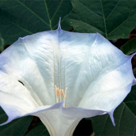 Datura 2 vaizdai