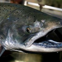 Chinook lašišos nuotrauka 2