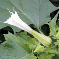 Datura vaizdai