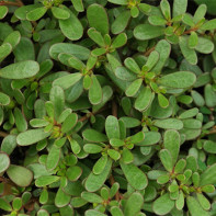 Nuotrauka daržovių purslane 3