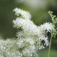 Meadowsweet 2 nuotrauka