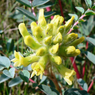 Astragalus nuotrauka 4