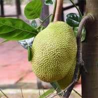 Nuotrauka Jackfruit 4