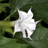 Datura 5 nuotrauka