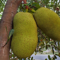 Jackfruit nuotrauka