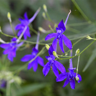 Nuotrauka iš larkspur 4