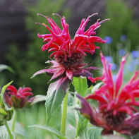 Monardos 3 nuotrauka